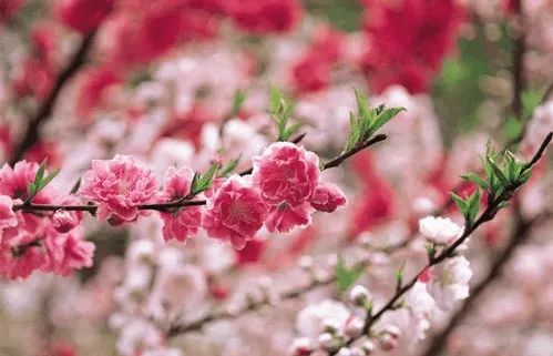 龙仰面丨博净分体式集成灶愿您抬起一年好兆头
